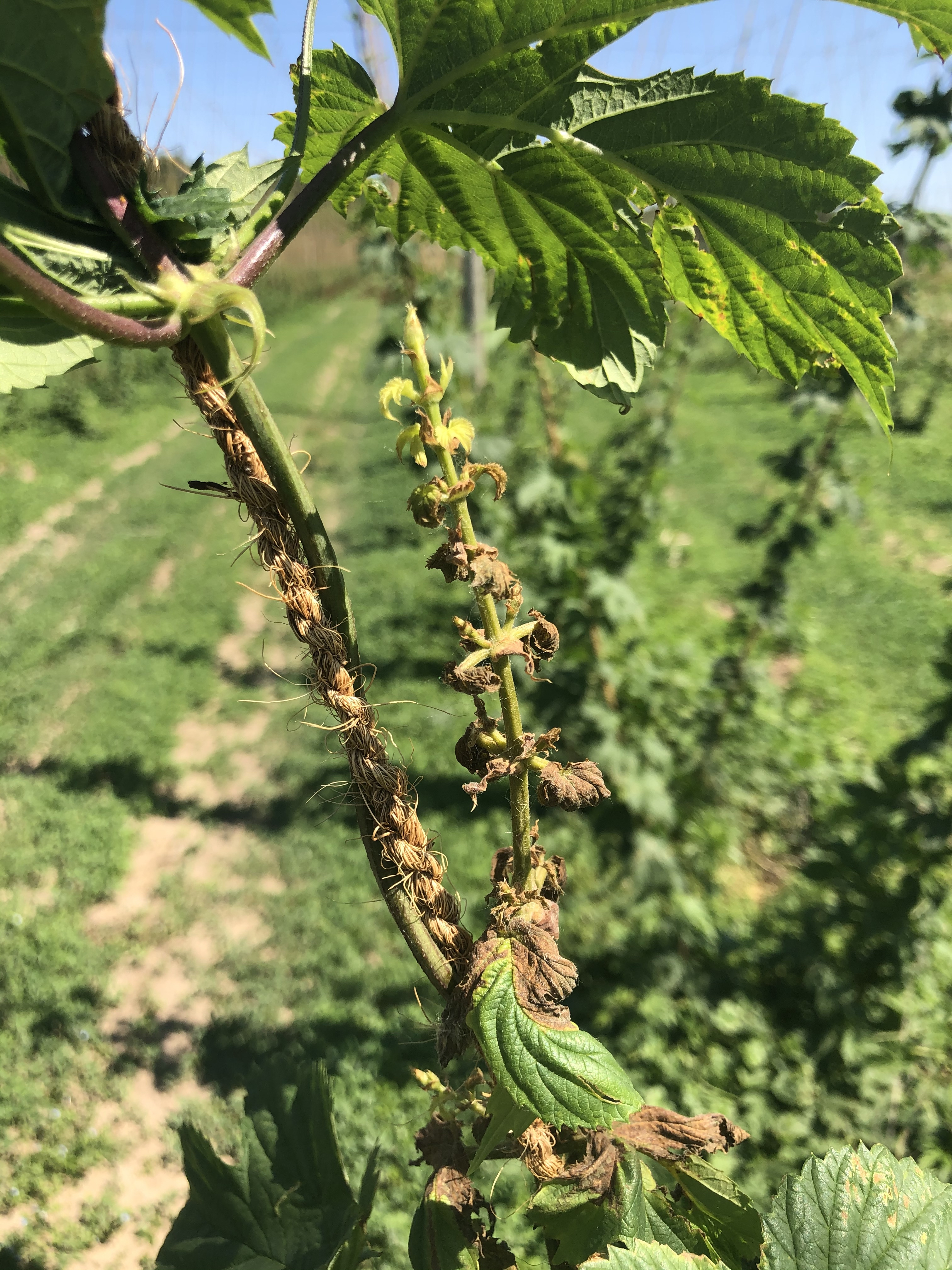 Lateral aerial spike which will cause this bine to prematurely die and not reach the wire. Photo by Timothy Miles.